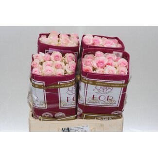 Freshy Grootbloemige Roos “Nena” | Kleur: Roze | Lengte ± 50 centimeter | Herkomst Ecuador | Per 25 stelen