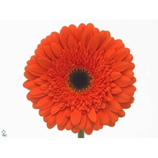 Freshy Gerbera “Candela” | Kleur: Oranje | Lengte ± 65 centimeter | Per 10 stelen