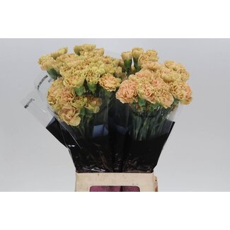 Freshy Lange Anjer “Ambar” | Kleur: Oranje | Lengte ± 70 centimeter | Per 20 stelen