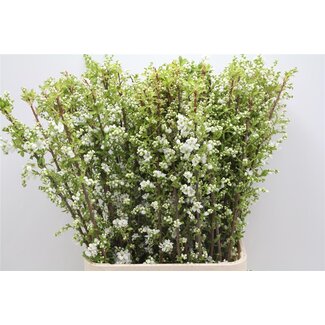 Freshy Exochorda “Mag Springtime Bio” | Kleur: Wit | Lengte ± 100 centimeter | Per 20 stelen