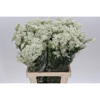 Freshy Ozothamnus “White” | Kleur: Wit | Lengte ± 10 centimeter | Gewicht 200 gram per bos | Per 5 bossen