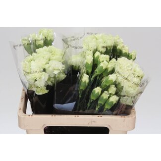 Freshy Korte Anjer “Prado Mint” | Kleur: Groen | Lengte ± 55 centimeter | Per 20 stelen