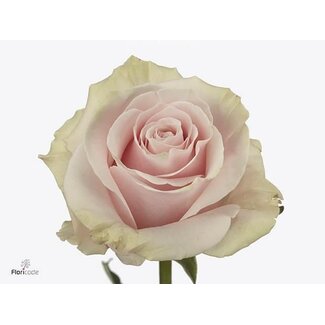 Freshy Grootbloemige Roos “Pink Mondial” | Kleur: Roze | Lengte ± 70 centimeter | Herkomst Ecuador | Per 25 stelen