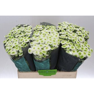 Freshy Chrysanthemum Chrysant Santini “Maverick White” | Kleur: Wit | Lengte ± 55 centimeter | Per 25 stelen