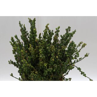 Freshy Ginster Bes Mini (p. bos)