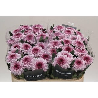 Freshy Deco Chrysanthemum Chrysant “Pip Pretty” | Kleur: Roze | Lengte ± 70 centimeter | Gewicht ± 95 gram per tak | Per 10 stelen