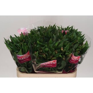 Freshy Alstroemeria “Carline” | Kleur: Paars | Lengte ± 75 centimeter | Gewicht ± 55 gram per tak | Per 10 stelen