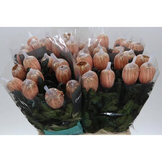 Freshy Deco Chrysanthemum Chrysant “Antonov” | Kleur: Kleurbehandeld Latte | Lengte ± 65 centimeter | Per 10 stelen