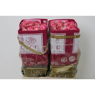 Freshy Grootbloemige Roos “Priceless” | Kleur: Roze | Lengte ± 60 centimeter | Herkomst Ecuador | Per 25 stelen