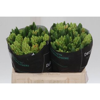 Freshy Hyacinth Swee Invitation (salmon)