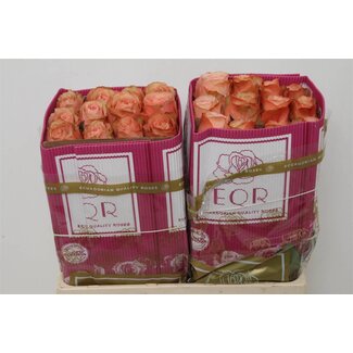 Freshy Grootbloemige Roos “Kahala” | Kleur: Roze | Lengte ± 50 centimeter | Herkomst Ecuador | Per 25 stelen