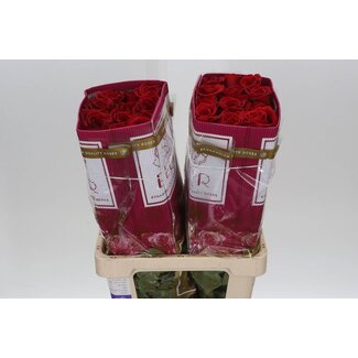 Freshy Large-flowered Rose “Freedom” | Colour: Red | Length ± 60 centimetre | Weight ± 25 gram per stem | Origin Ecuador | Per 25 stems