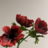 Anemone (Anemoon)