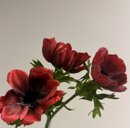 Anemone (Anemoon): Kleurrijke Voorjaarspracht voor B2B | B2B Flowers