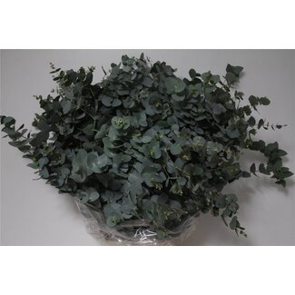 Freshy Eucalyptus Cinerea 300gr (p. bos)