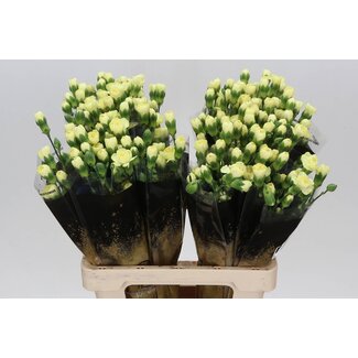 Freshy Trosanjer “Ceasar” | Kleur: Geel | Lengte ± 60 centimeter | Per 25 takken