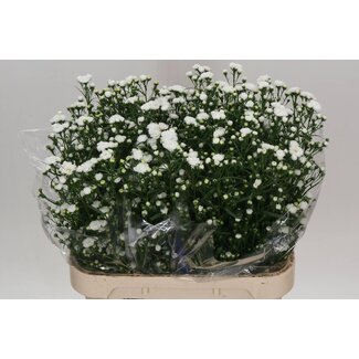 Freshy Aster “Cassy Hollands” | Kleur: Wit | Lengte ± 80 centimeter | Gewicht 55 gram per tak | Per 25 stelen
