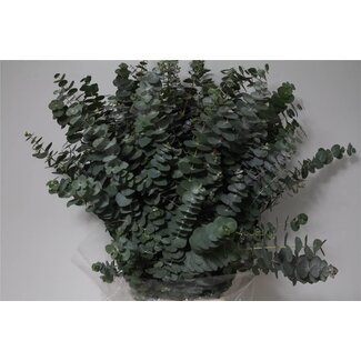 Freshy Eucalyptus Pulverana 300gr (p. bos)