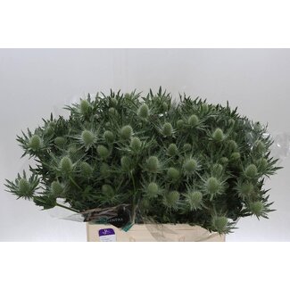 Freshy Eryngium Gemini Questar