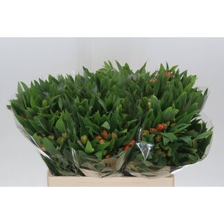 Freshy Korte Alstroemeria Inkalilie “Dancing Queen” | Kleur: Oranje | Lengte ± 60 centimeter | Gewicht ± 30 gram per tak | Per 20 stelen