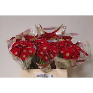 Freshy Germini Aqua Piccolini “Ditella” | Kleur: Rood | Lengte ± 50 centimeter | Per 20 stelen