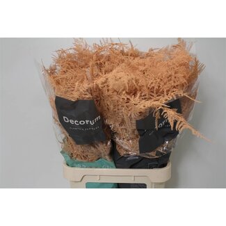 Freshy Lange Asparagus Sierasperge | Kleur: Abrikooskleurig | Lengte ± 85 centimeter | Per 50 takken