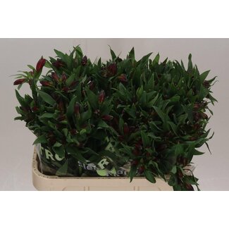 Freshy Alstroemeria “Rockstar” | Kleur: Rood | Lengte ± 75 centimeter | Gewicht ± 60 gram per tak | Per 10 stelen