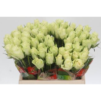 Freshy Rozen “Athena” | Kleur: Wit | Lengte ± 40 centimeter | Per 20 rozen