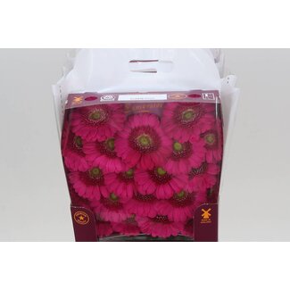 Freshy Gerbera Mi Aqua “Caressa” | Kleur: Roze | Lengte ± 45 centimeter | Per 20 stelen