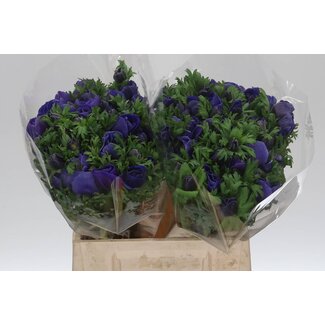 Freshy Anemone Mistral M X50 Blue