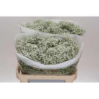 Freshy Gypsophila Gipskruid Pa Ec “Million Star” | Kleur: Wit | Lengte ± 75 centimeter | Gewicht 30 gram per tak | Per 25 stelen