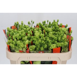 Freshy Eustoma “Rosan Bright Green” | Gevuld | Kleur: Groen | Lengte ± 70 centimeter | Per 10 takken