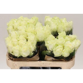 Freshy Rozen “Avalanche Optimum” | Kleur: Wit | Lengte ± 70 centimeter | Per 10 rozen