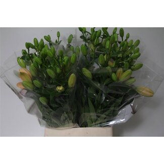 Freshy Lelie Longiflorum Aziatic Aqua "Twinny Peach” | Kleur: Oranje | Lengte ± 100 centimeter | Per 10 stelen