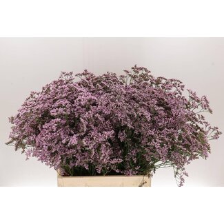 Freshy Limonium Safora “Oshi Pink” | Kleur: Paars | Lengte ± 70 centimeter | Gewicht ± 40 gram per tak | Per 25 takken