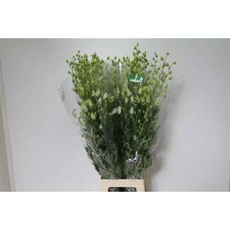 Freshy Aconitum Na Album