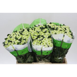 Freshy Chrysanthemum Chrysant Santini “Sira” | Kleur: Wit | Lengte ± 55 centimeter | Per 25 stelen