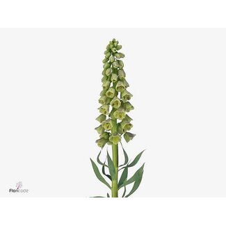 Freshy Fritillaria “Magic Bells” | Kleur: Groen | Lengte ± 90 centimeter | Per 5 stelen