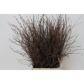 Freshy Berkentakken | Kleur: Bruin | Lengte ± 60 centimeter | Per 5 bossen