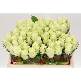 Freshy Rozen “Athena” | Kleur: Wit | Lengte ± 50 centimeter | Per 20 rozen