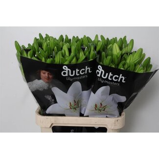 Freshy Lilium Lelie Longi x Aziatic Aqua “Eyeliner” | Kleur: Wit | Lengte ± 90 centimeter | Per 10 stelen