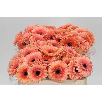 Freshy Germini Aqua “Cookie N Cream” | Kleur: Oranje | Lengte ± 50 centimeter | Per 20 stelen