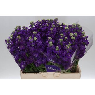 Freshy Matthiola Violier “Impala Purple” | Kleur: Paars | Lengte ± 60 centimeter | Per 10 stelen