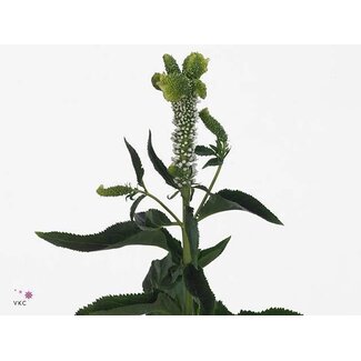 Freshy Veronica “Smart Al White” | Kleur: Wit | Lengte ± 60 centimeter | Per 25 stelen