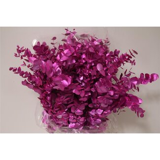 Freshy Eucalyptus Cinerea Col Cerise 250gr (p. bos)