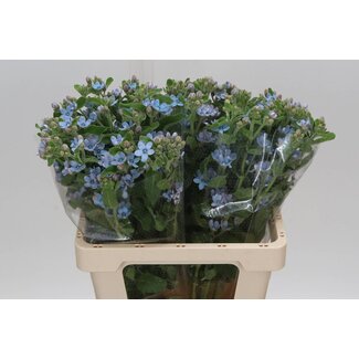 Freshy Oxypetalum Coeruleum “Pure Blue” | Kleur: Blauw | Lengte ± 60 centimeter | Per 20 stelen