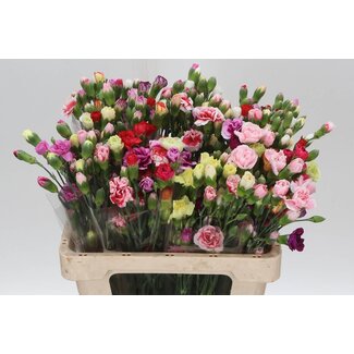 Freshy Trosanjer “Mixed Rainbow” | Kleur: Gemengde Kleuren | Lengte ± 60 centimeter | Per 50 stelen