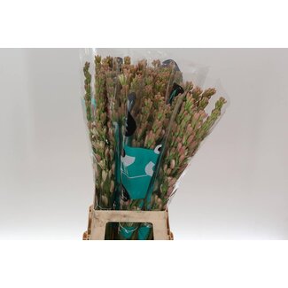 Freshy Polianthes Tuberosa “Elle Pink” | Kleur: Paars | Lengte ± 80 centimeter | Per 10 stelen