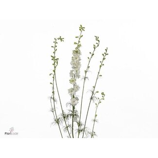 Freshy Consolida Regalis “Q White” | Kleur: Wit | Lengte ± 90 centimeter | Per 10 stelen