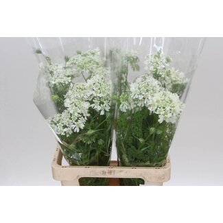 Freshy Orlaya Grandfl White